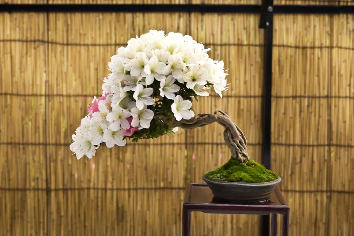 bonsai dáng hoành