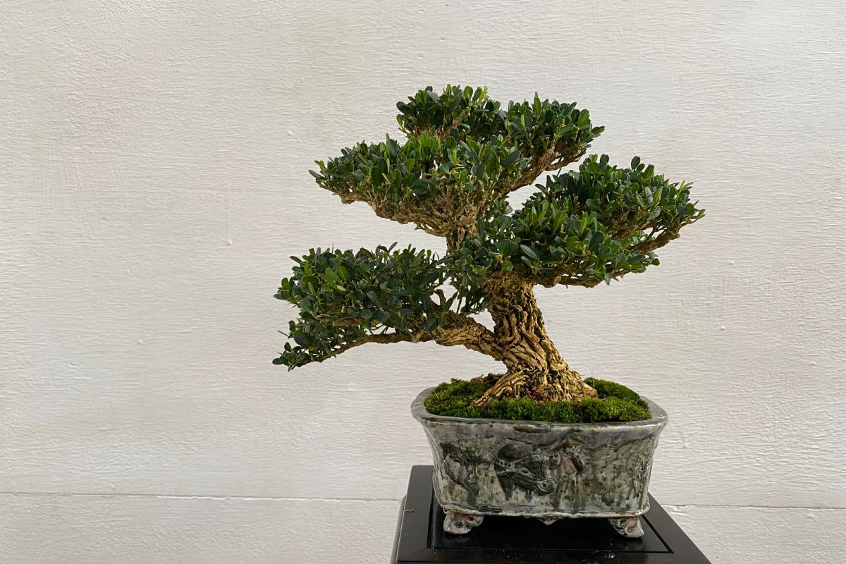 bonsai dáng nghiêng