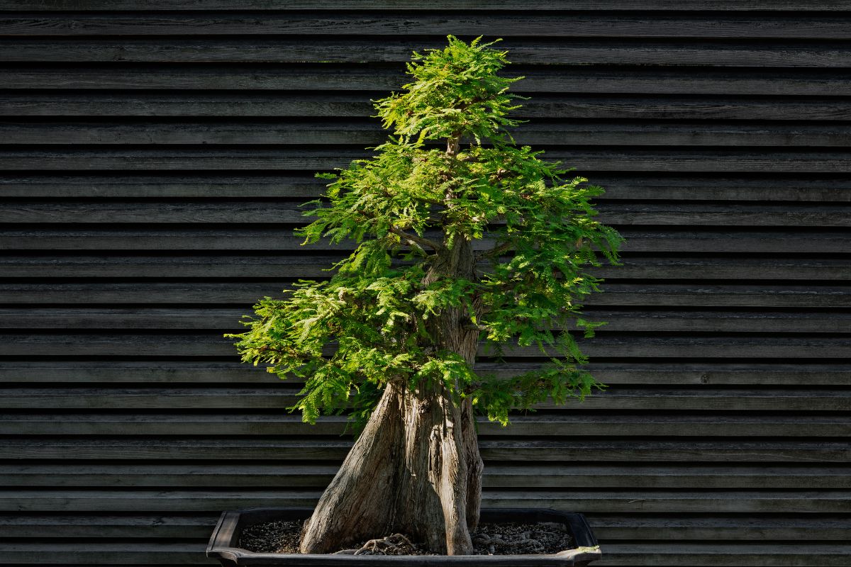 bonsai dáng trực