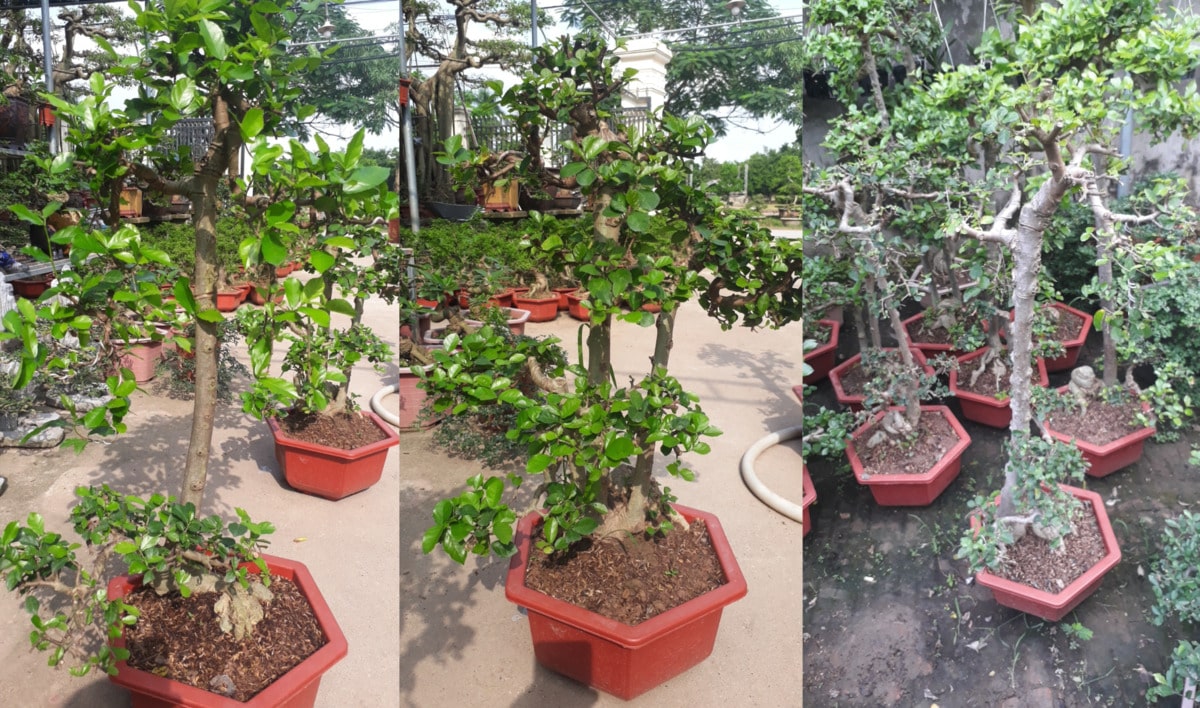 bonsai duối thế văn nhân: biểu tượng của sự thanh tao và trường thọ