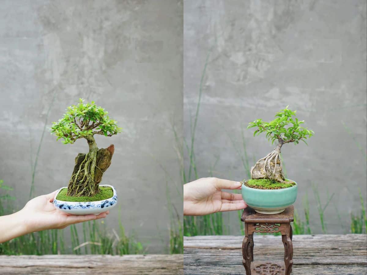 bonsai thế ký đá