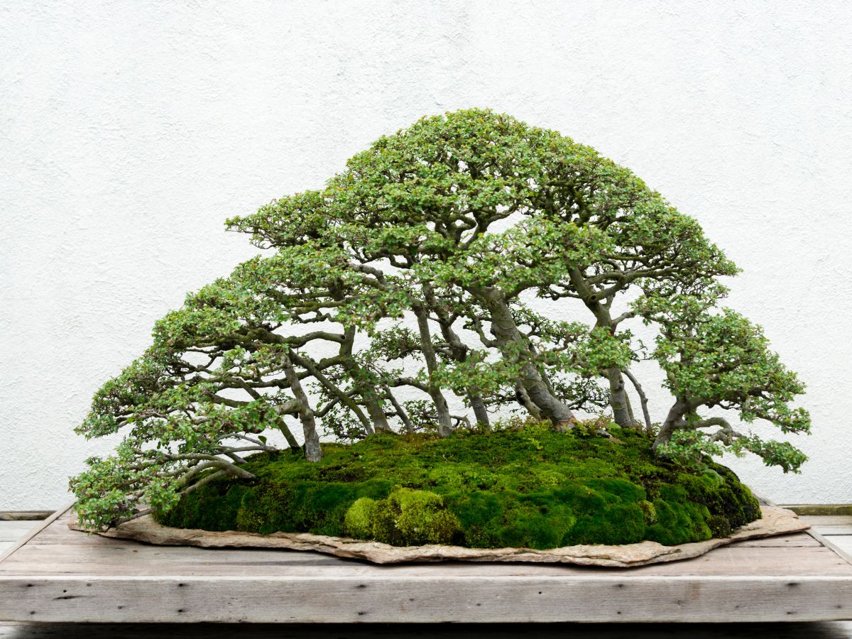 bonsai thế rừng xanh