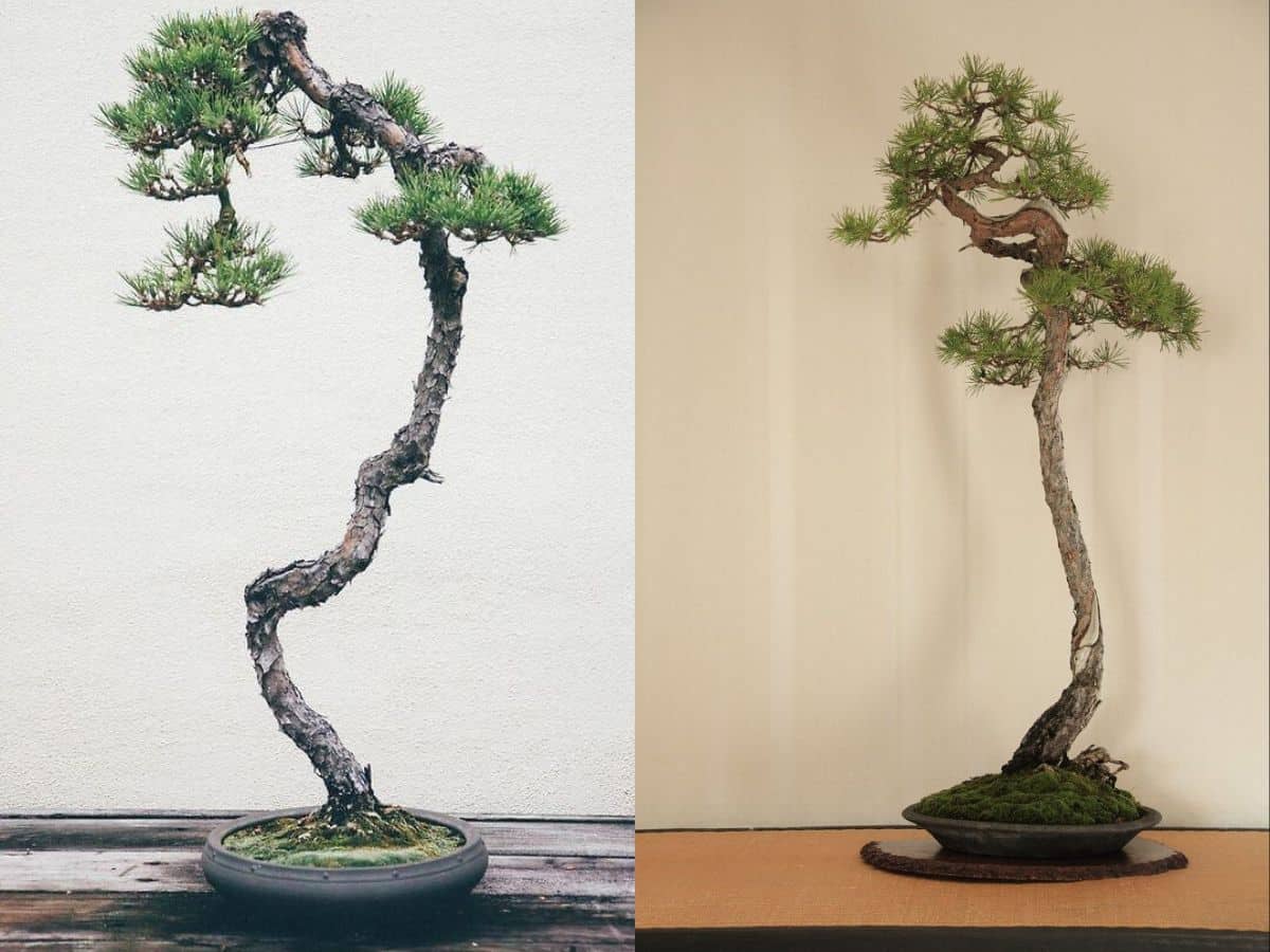 bonsai thế văn nhân