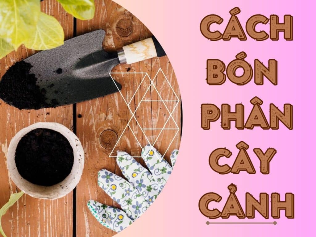 bón phân cho cây cảnh