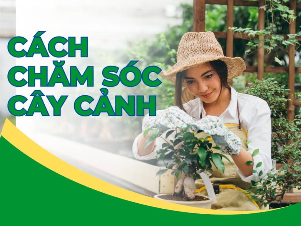 cách chăm sóc cây cảnh cơ bản