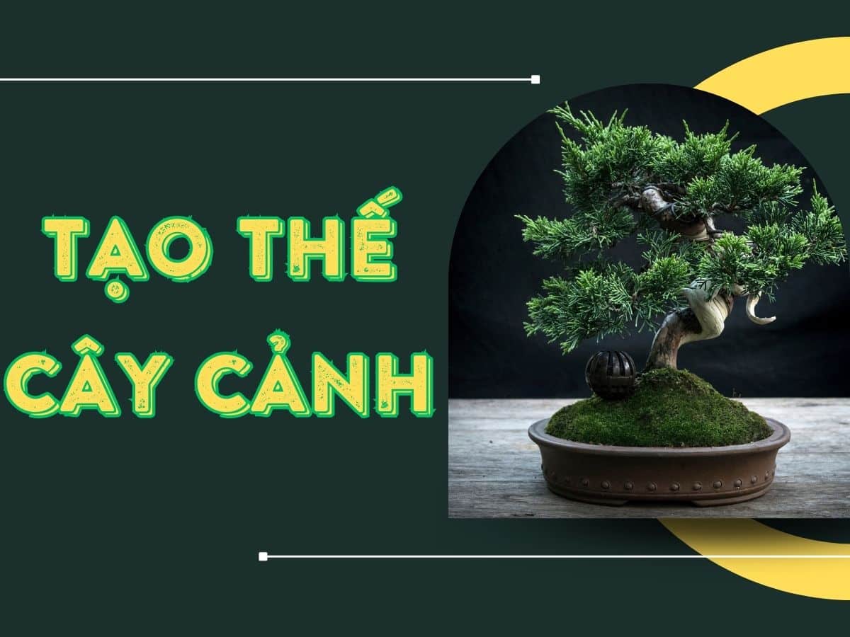 tạo thế cây cảnh