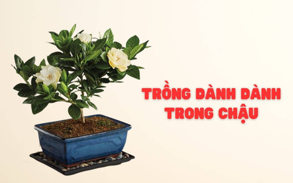 cách trồng dành dành trong chậu