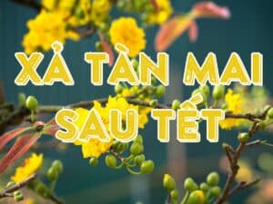 cách xả tàn mai sau tết