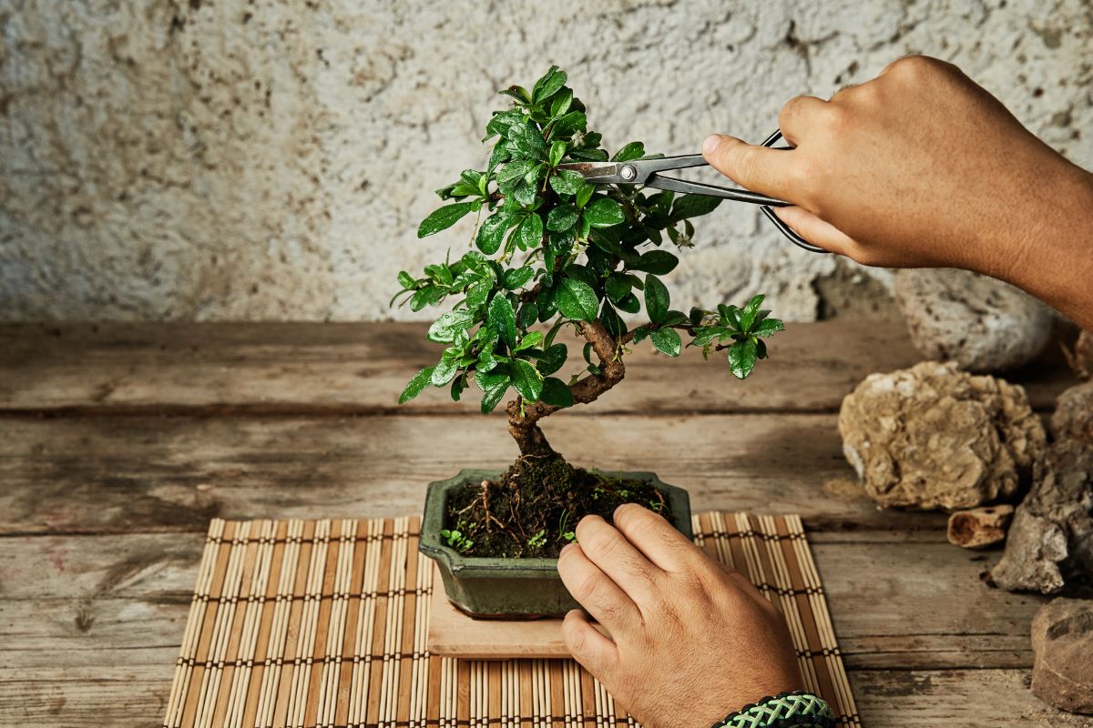 cắt tỉa cây cảnh bonsai