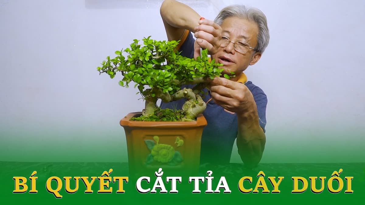 cắt và uốn tỉa cây duối