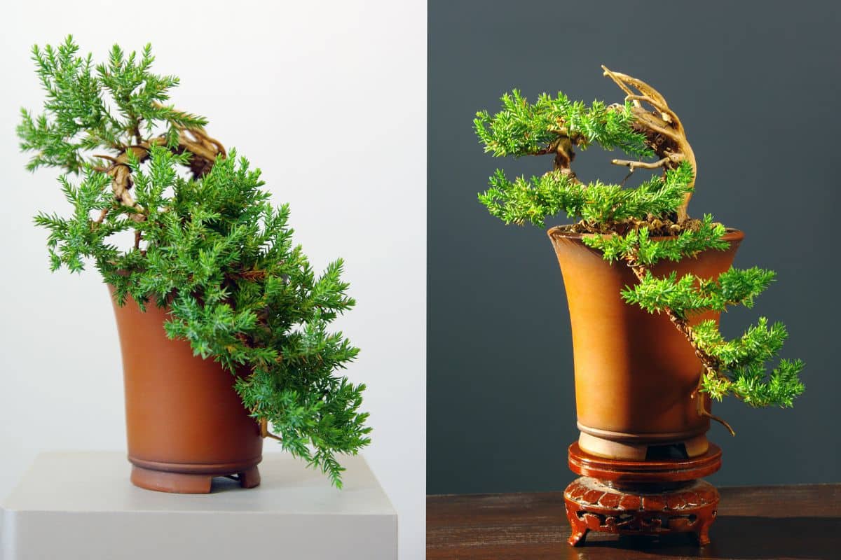 bonsai dáng huyền