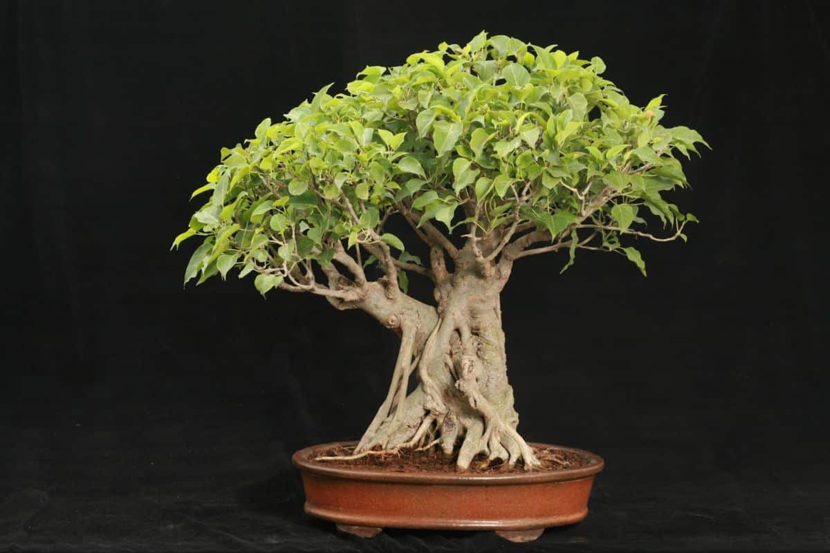 cây bonsai đẹp nhất - cây đa bonsai