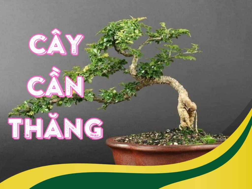 tìm hiểu về cây cần thăng