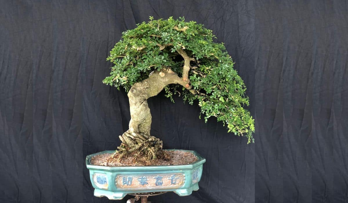 cần thăng bonsai thế văn nhân