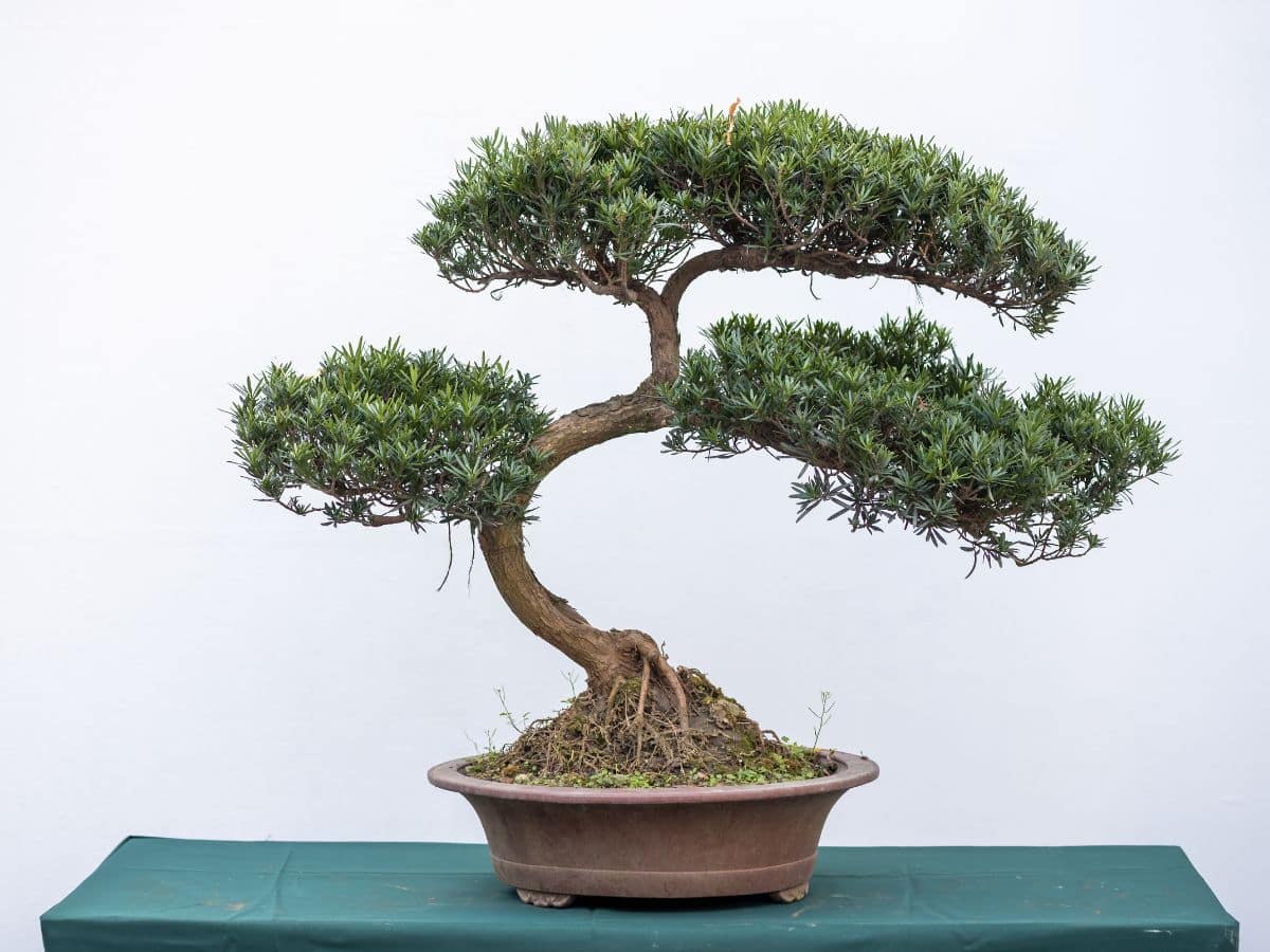 cây bonsai thế trung bình cong