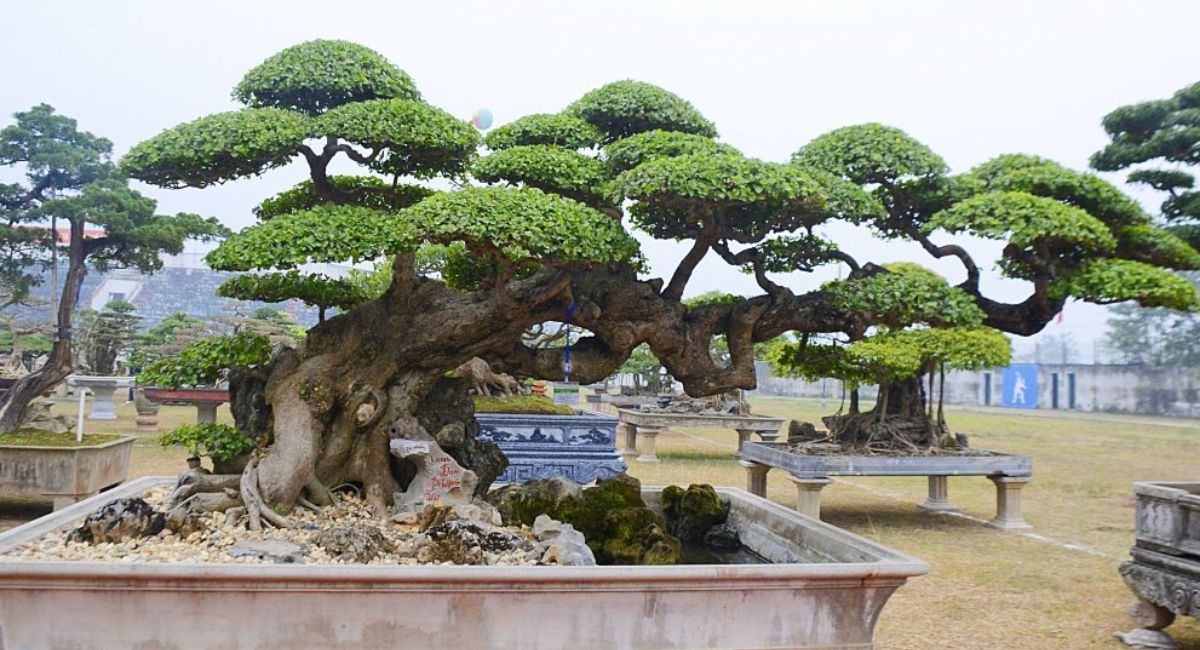 cây duối bonsai thế phương vũ