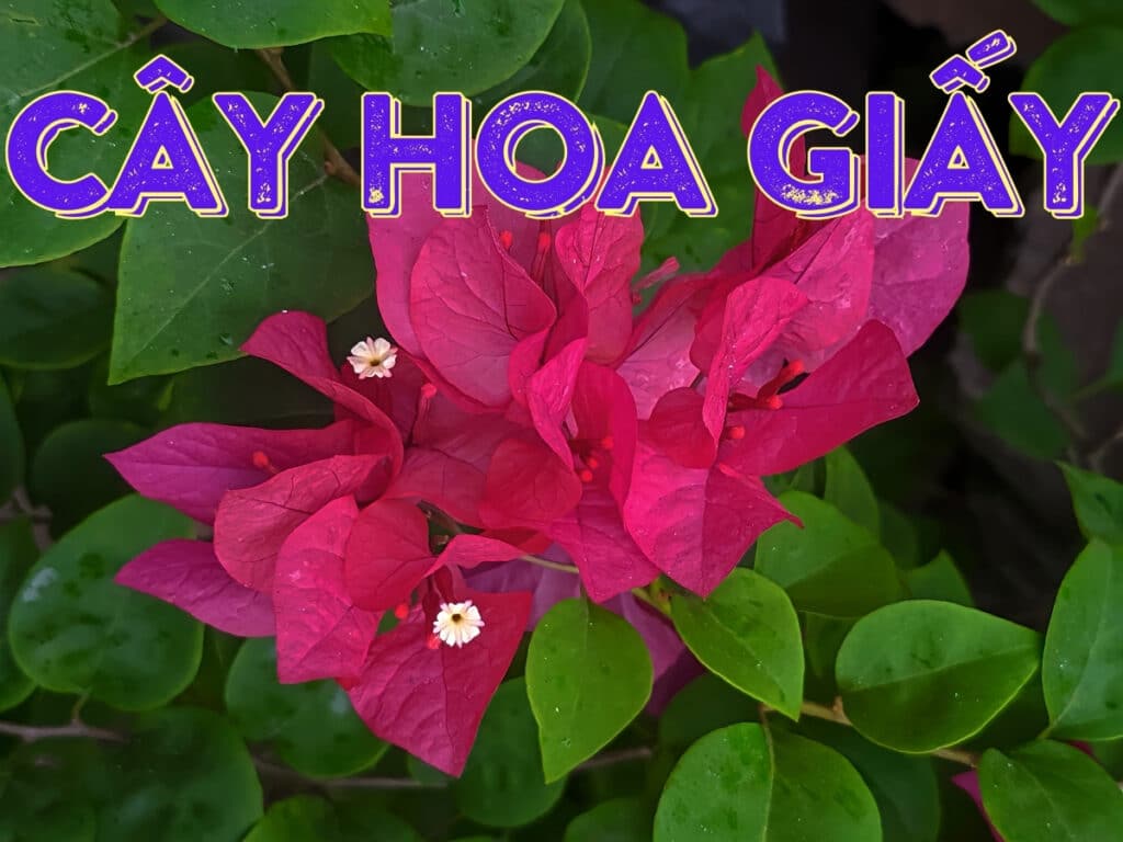 cây hoa giấy - cách trồng và chăm sóc cây bông giấy hiệu quả