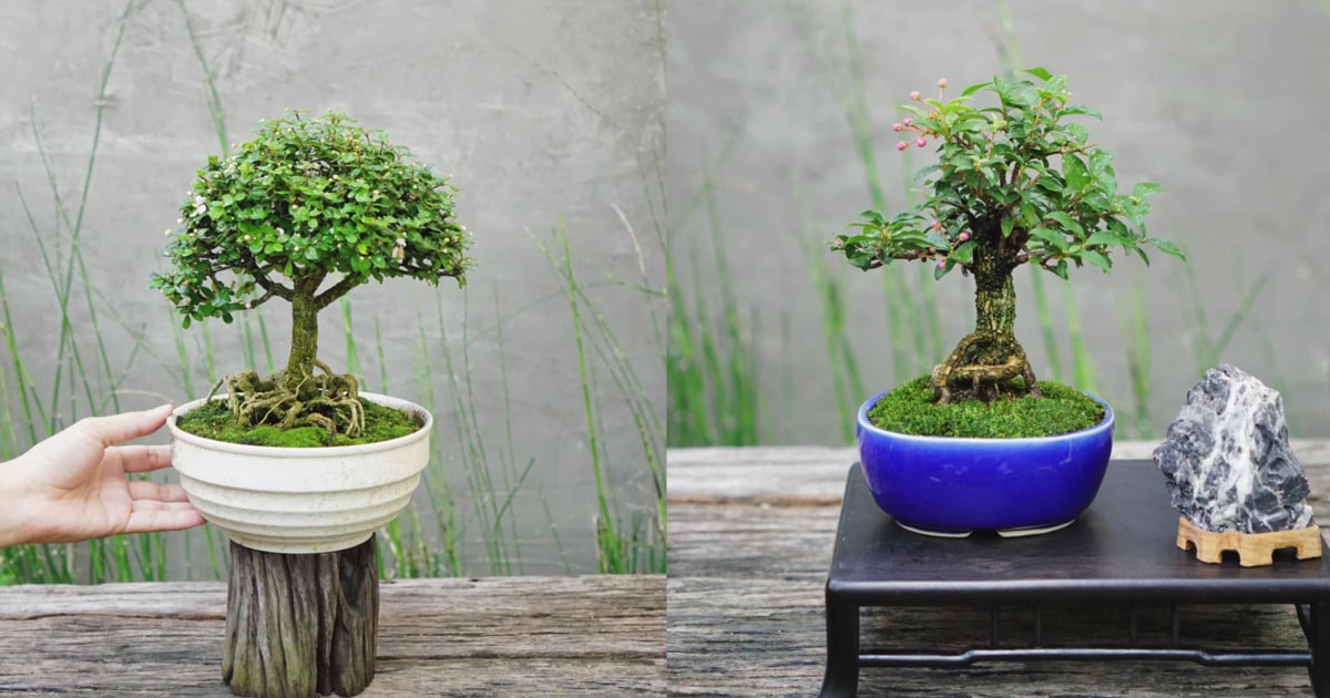 cây hồng ngọc mai bonsai dáng trực