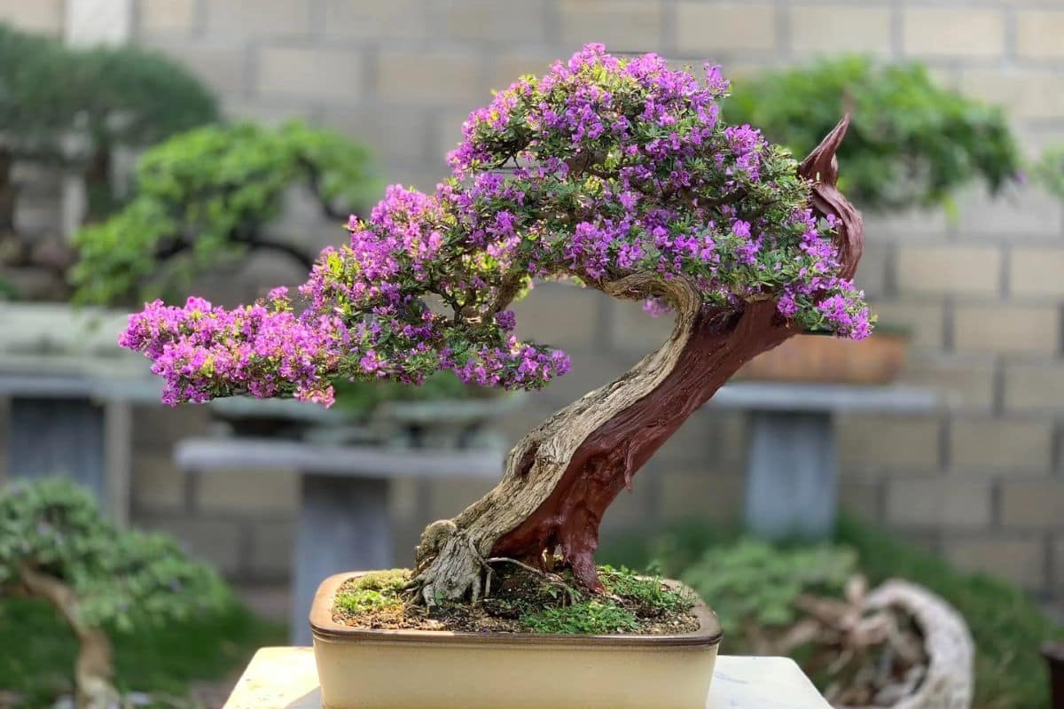 linh sam bonsai