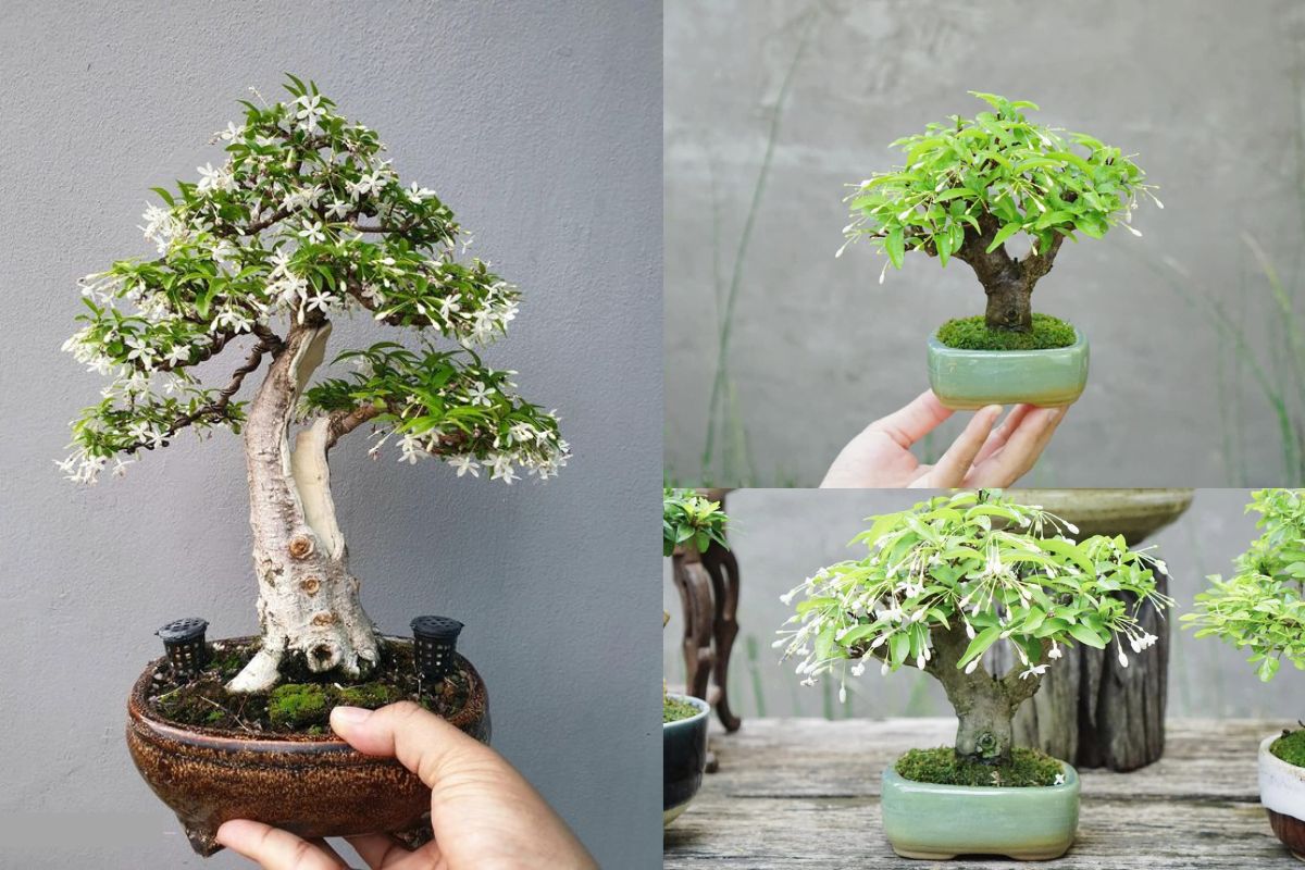 top cây bonsai đẹp nhất - mai chiếu thủy bonsai