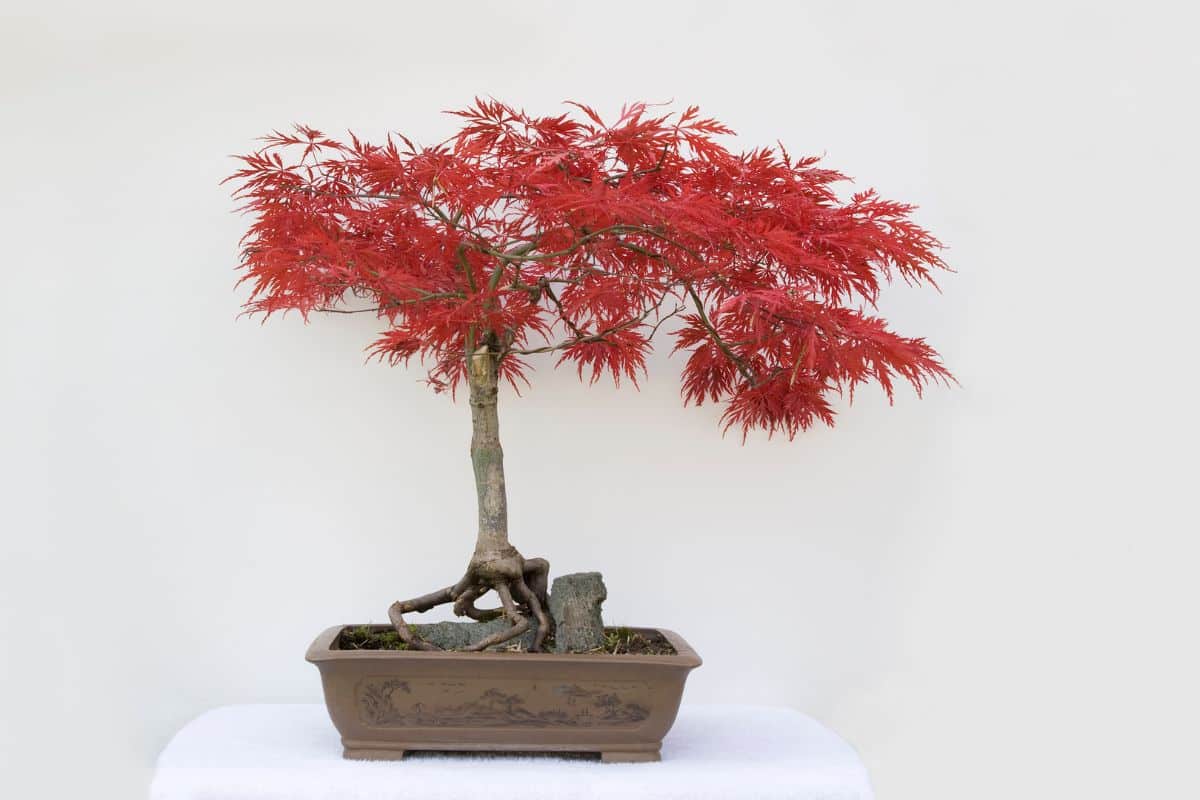 cây phong lá đỏ bonsai