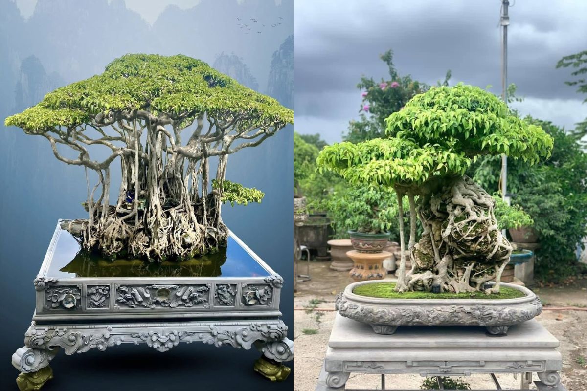 cây sanh bonsai