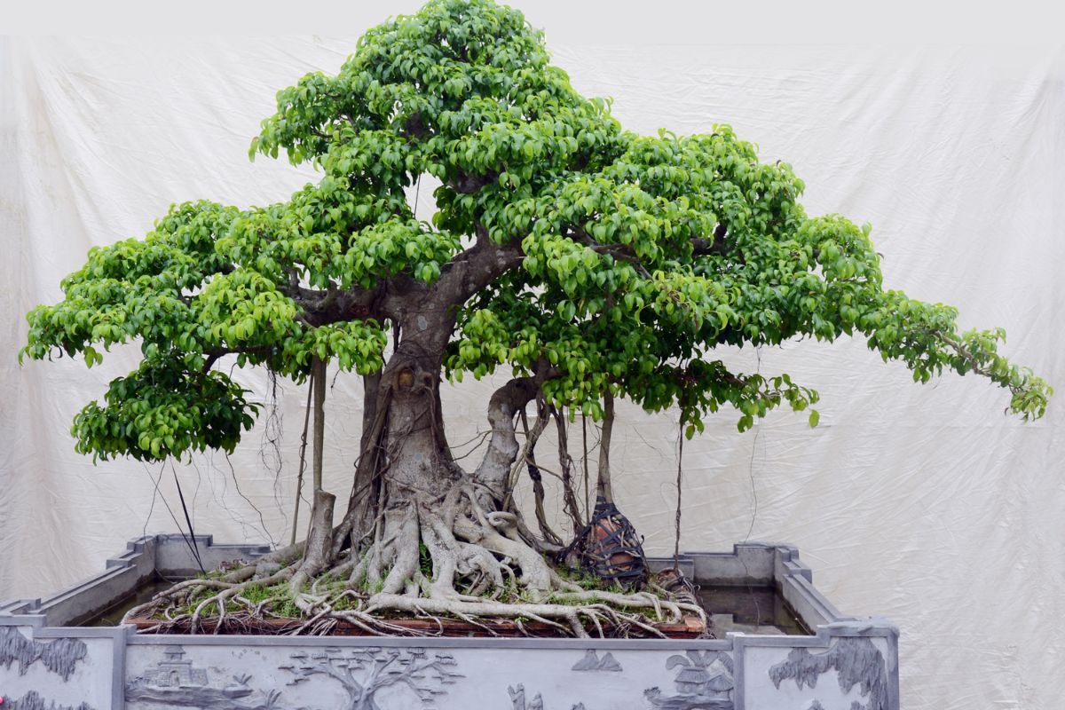 cây bonsai đẹp nhất - cây si bonsai