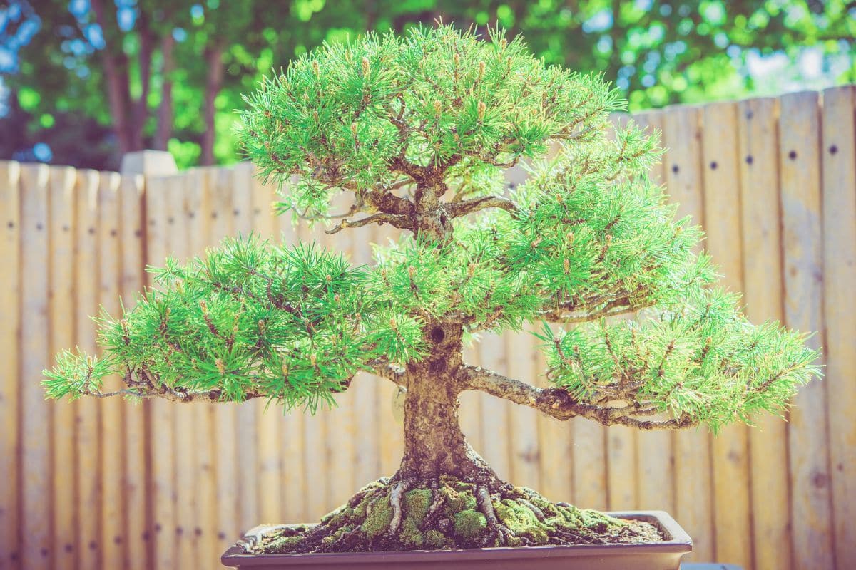 cây tùng bonsai