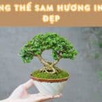 top các dáng thế sam hương indo đẹp nhất