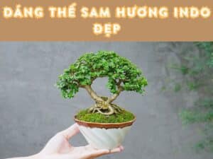 top các dáng thế sam hương indo đẹp nhất