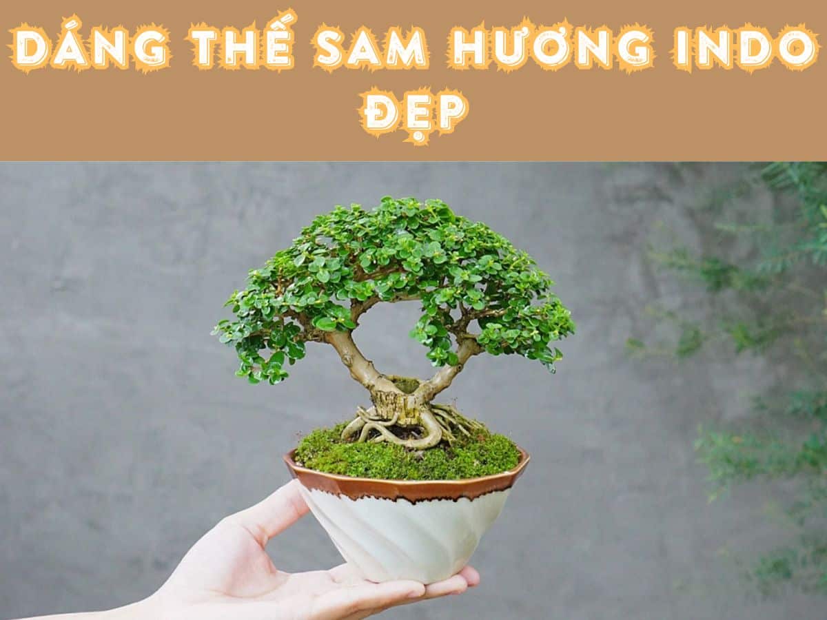 Top 5+ các dáng thế Sam Hương Indo đẹp mãn nhãn