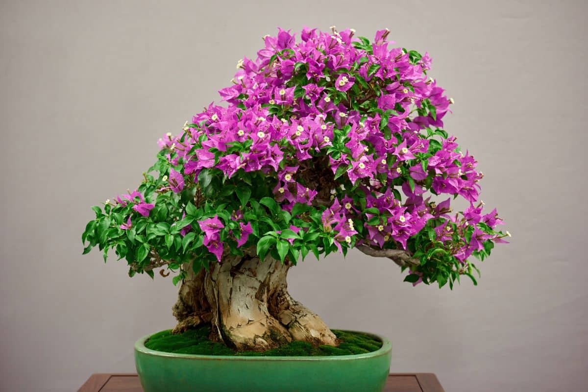 cây bonsai đẹp nhất - hoa giấy bonsai