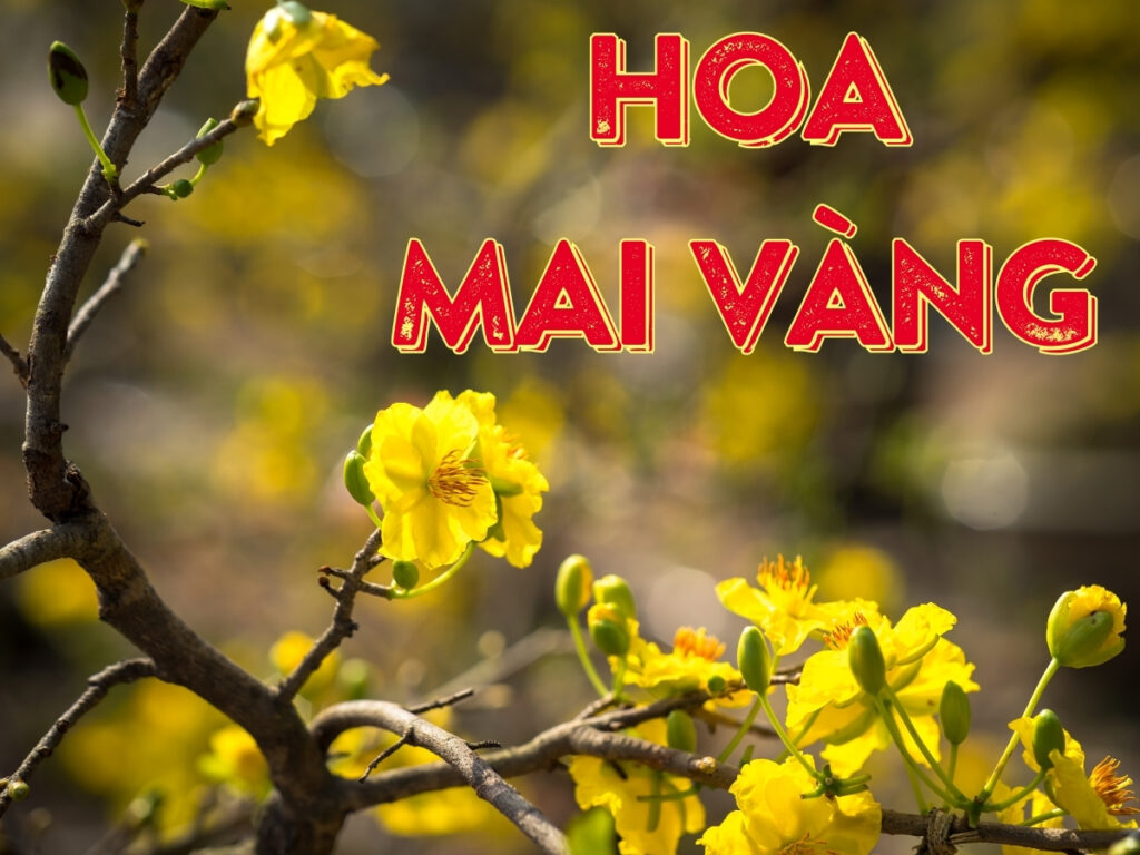 hoa mai vàng - hướng dẫn chăm sóc cho cây hoa mai vàng