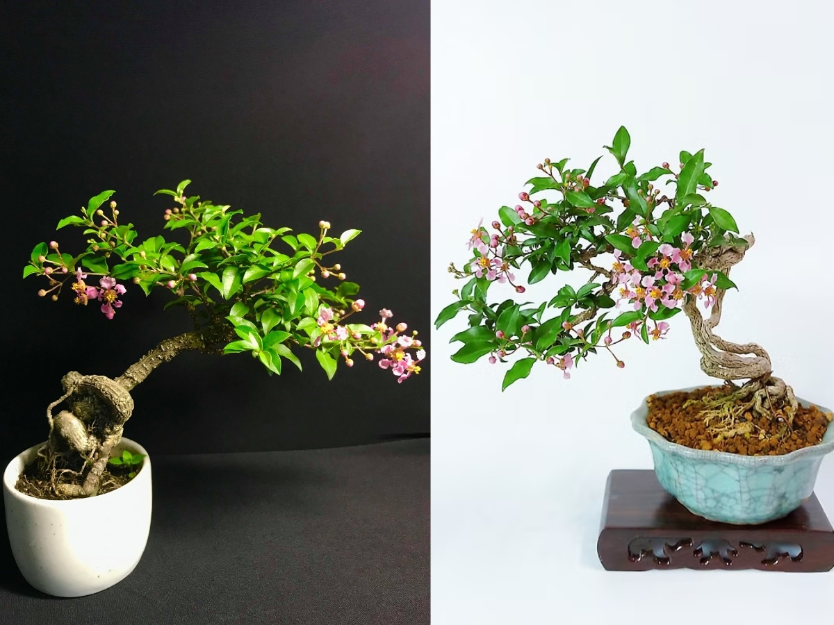 hồng ngọc mai bonsai dáng nghiêng