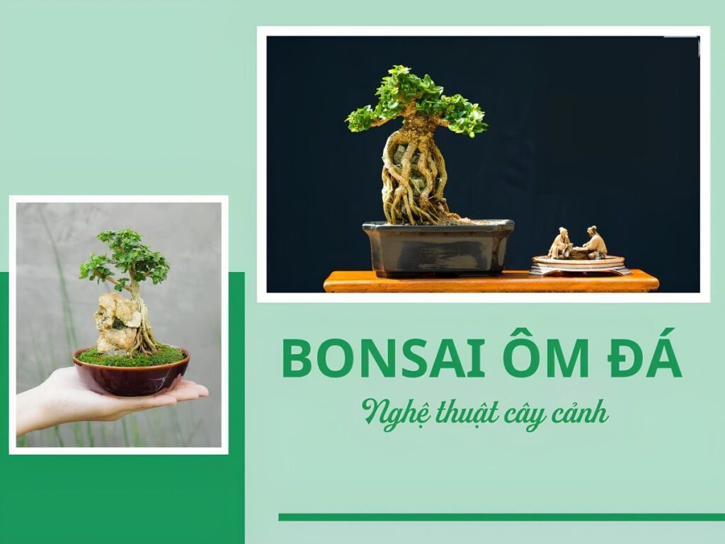 kỹ thuật tạo cây bonsai ôm đá