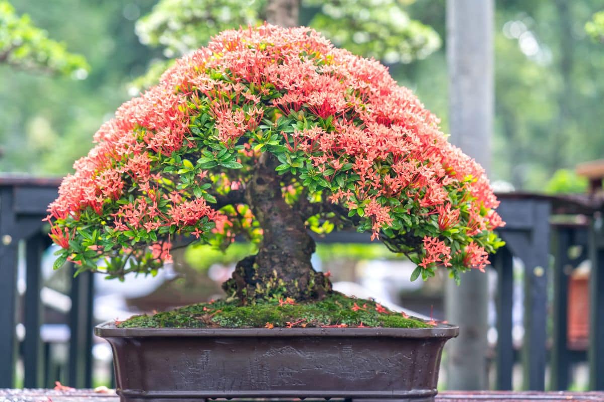 mẫu đơn đỏ bonsai