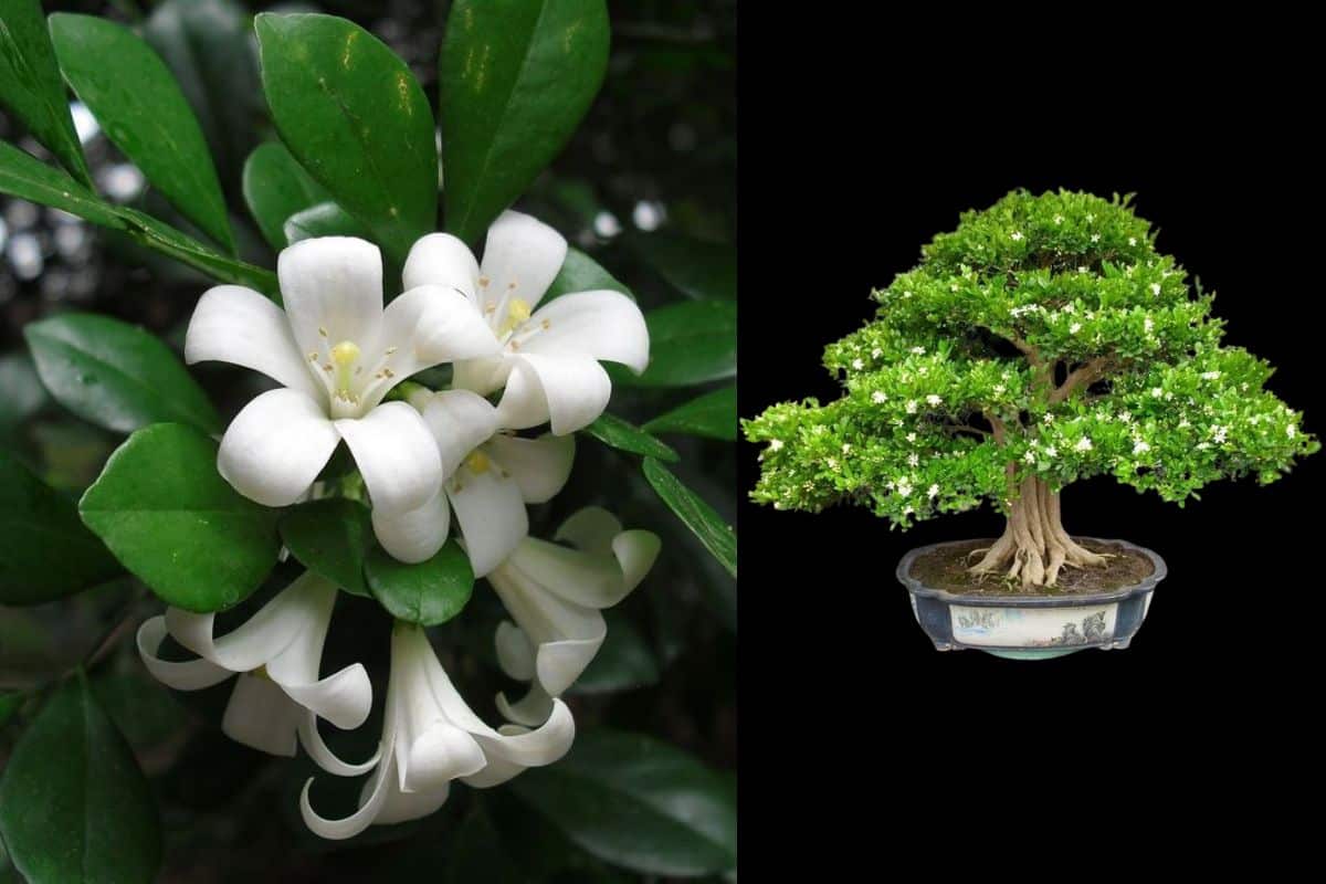 cây bonsai đẹp - nguyệt quế