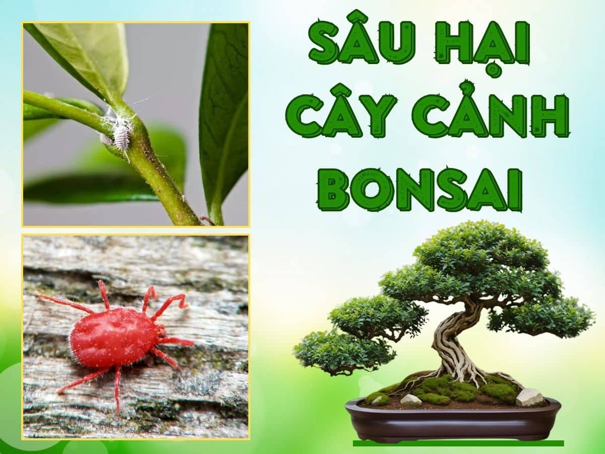 sâu hại cây cảnh bonsai thường gặp