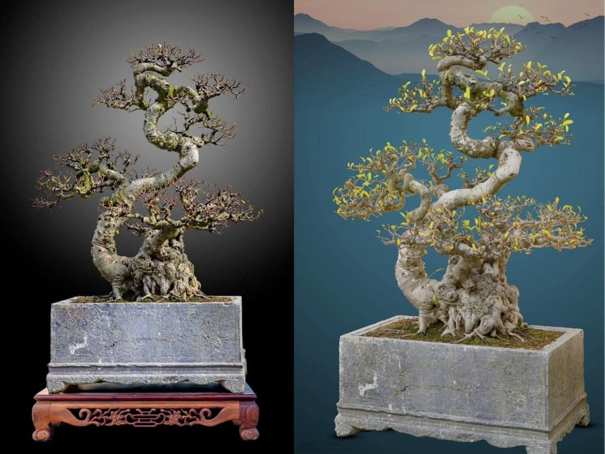 thế long thăng trong tạo hình nhệ thuật bonsai