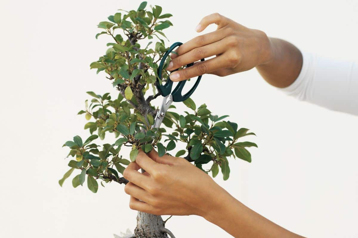 cắt tỉa cành cho cây bonsai