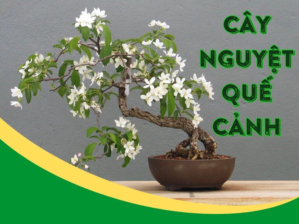 tìm hiểu về cây nguyệt quế cảnh