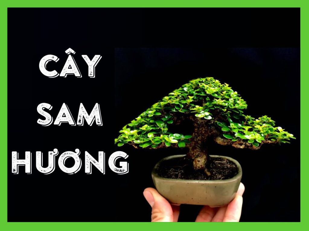 tìm hiểu về cây sam hương