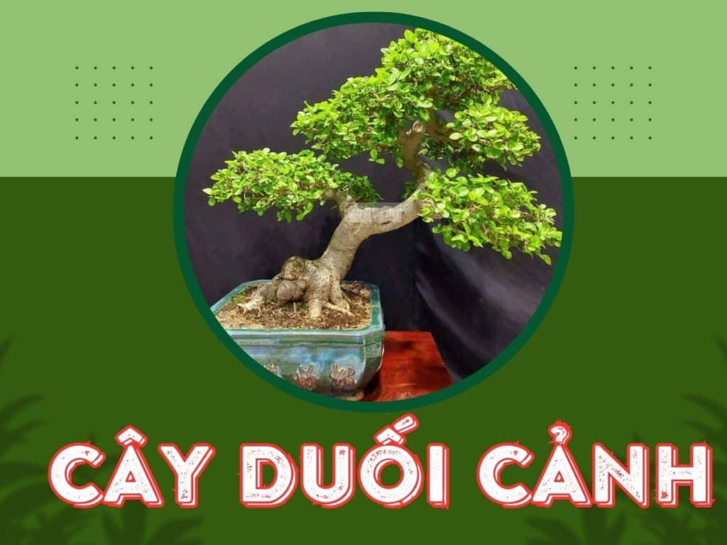 tìm hiểu về cây duối cảnh