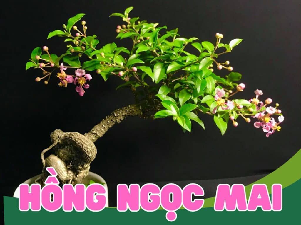 tìm hiểu về cây hồng ngọc mai