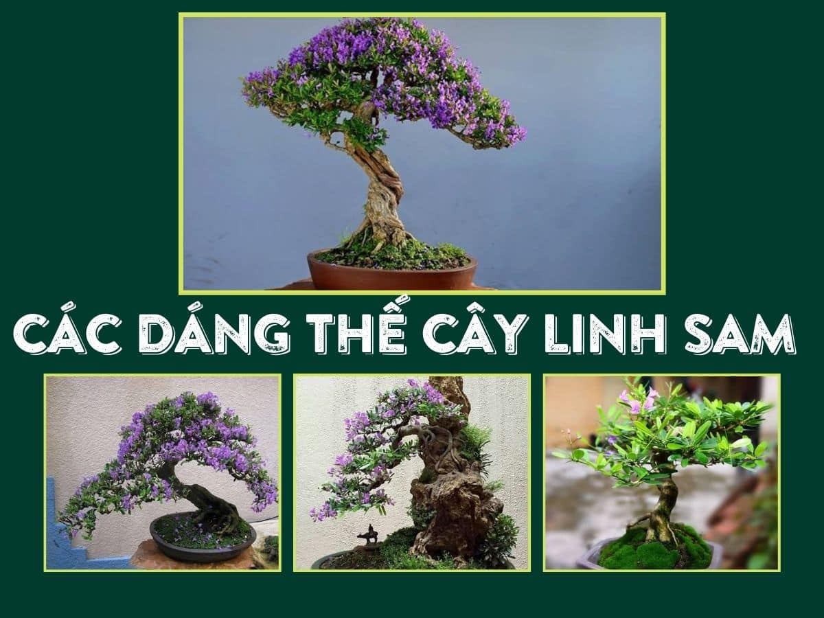 Top các dáng thế cây Linh Sam bonsai đẹp nhất hiện nay