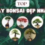 top các cây bonsai đẹp nhất