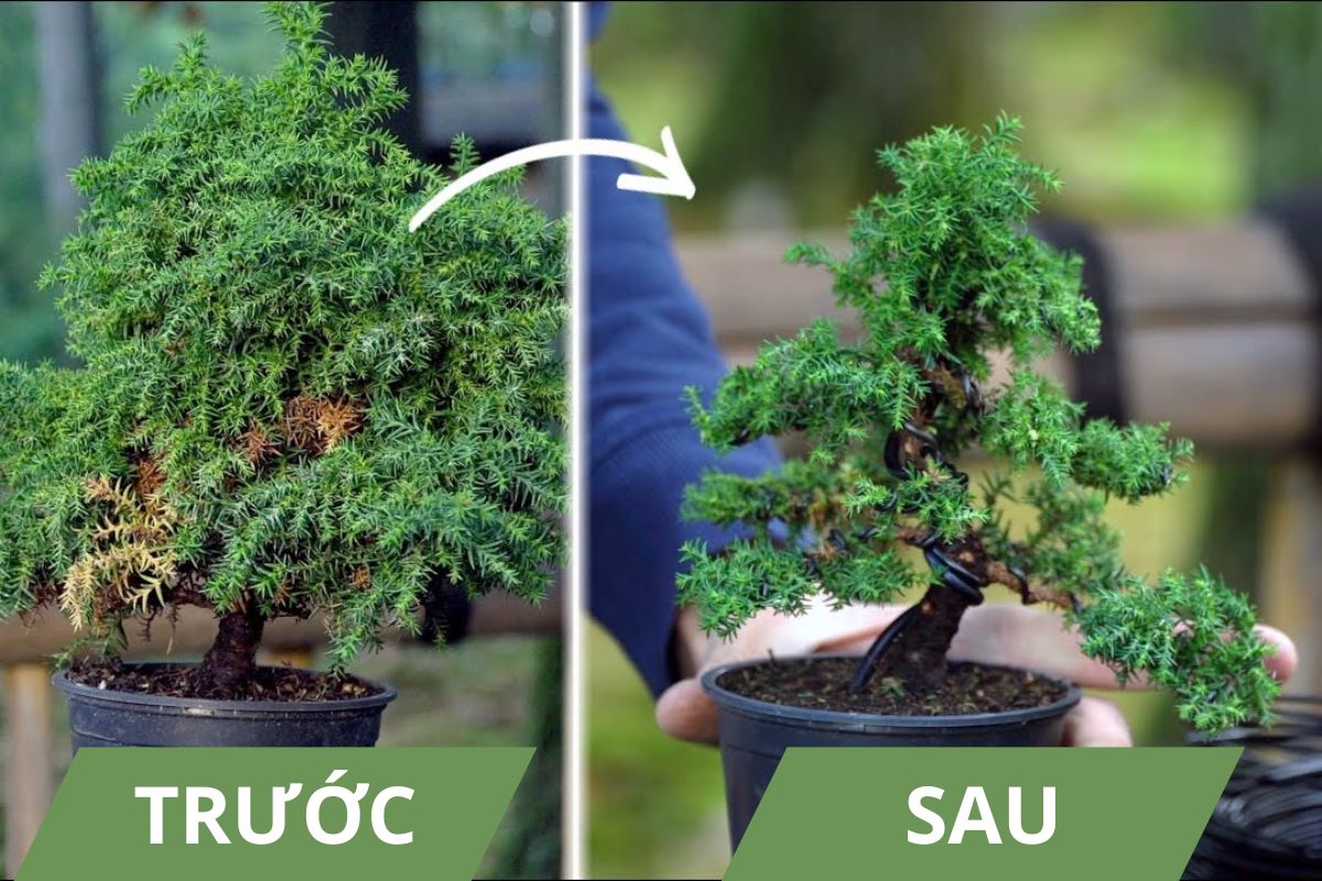 vì sao cần phải cắt tỉa cây bonsai