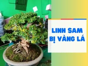 tìm hiểu nguyên nhân và cách xử lý khi cây linh sam bị vàng lá