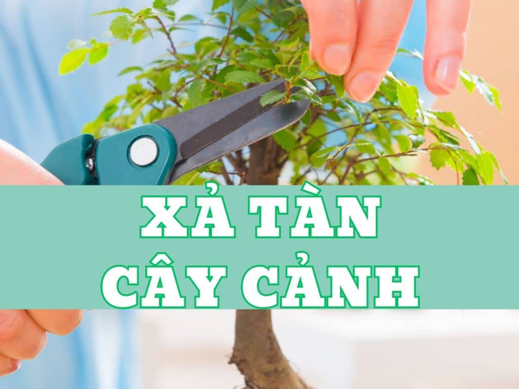 xả tàn cây cảnh là gì