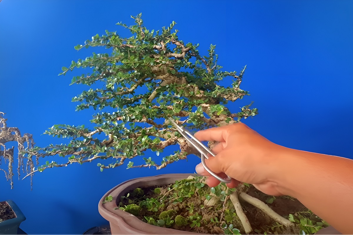 bấm tỉa cành lá cho bonsai thế bạt phong